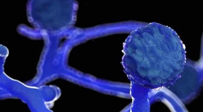 Reportan primer caso de “hongo negro” en México