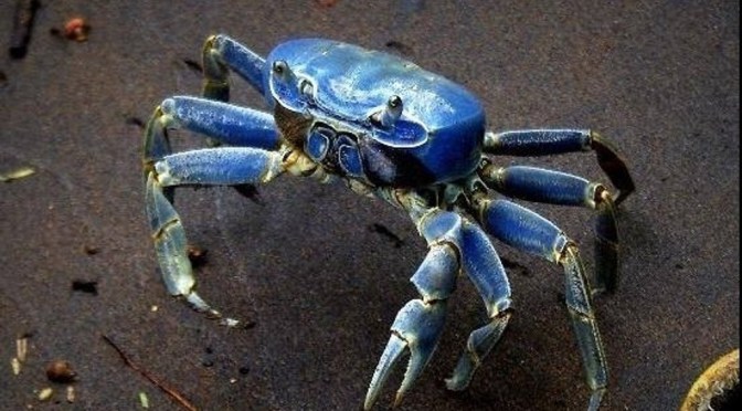 Instalan módulos para la recuperación de cangrejos azules en la Riviera Veracruzana