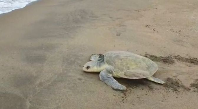 Arriban primeras tortugas verdes a desovar en litoral veracruzano.