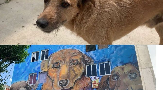 En esta colonia de Xalapa aman tanto a los animales que le dedicaron un mural al perrito de la cuadra
