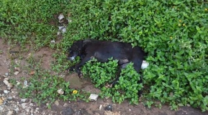 Envenenan a 14 animales, entre perros, gatos, patos y gallinas