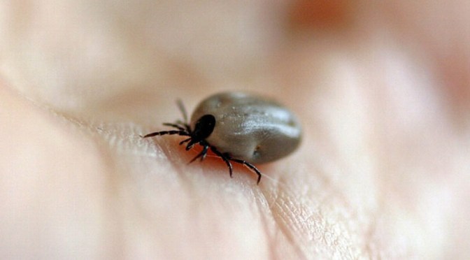 Mueren 13 personas por enfermedad transmitida por garrapatas; 6 eran niños