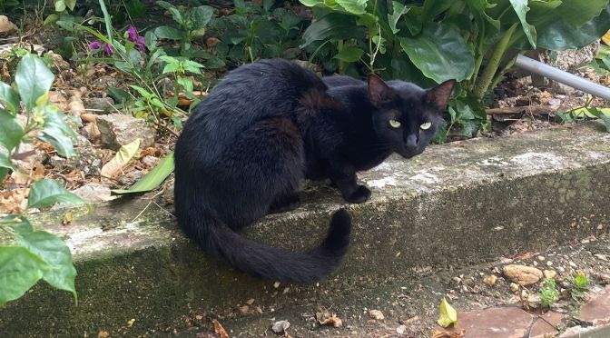 Gatos negros los más buscados para rituales esotéricos; implementan campaña para no darlos en adopción