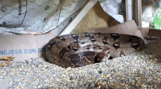 Habitantes de El Chapo, temerosos por las víboras y serpientes