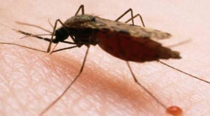 Alertan por virus mortal transmitido por mosquitos