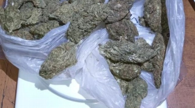 Aseguran bolsas de marihuana en paquetería de Poza Rica y Orizaba