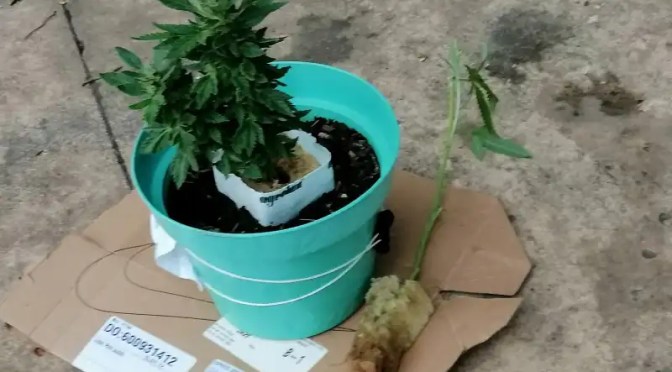 Se reúnen en el «Fumatón» Jóvenes piden que COFEPRIS determine formas y espacios para el uso, consumo y cultivo de la marihuana