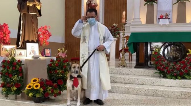 Animalitos reciben la bendición de San Francisco de Asís.