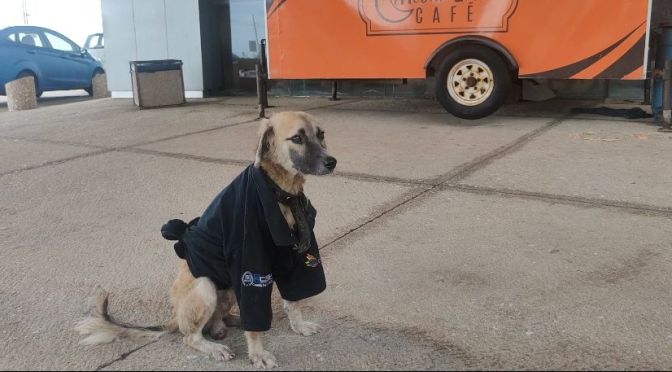 Rescatan a perrito callejero y lo convierten en Guardia de seguridad.