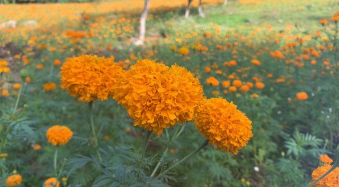 A punto de perderse plantíos de Flor de Cempasúchil en Naolinco.