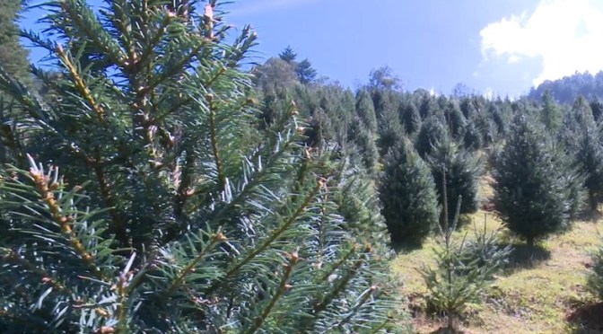 Arranca la temporada de corte de pinos mes y medio antes de Navidad.