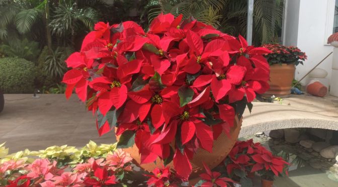 “Nos va a faltar flor”, productores de Noche Buena alistan 70 mil plantas para comercializar en Xalapa.