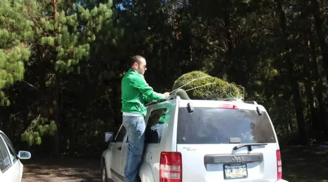 Arranca la venta de árboles de navidad en el Valle de Perote, hay más de 10 mil de todos tamaños.