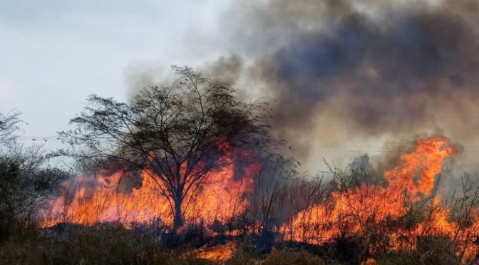 En 2022, van más de 80 incendios de pastizal en Emiliano Zapata, PC municipal participa con éxito