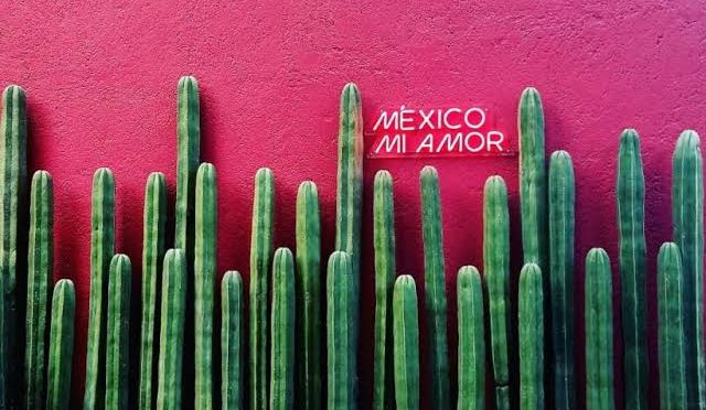 «El rosa mexicano es un orgullo veracruzano»