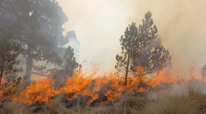 SPC continúa atendiendo incendio forestal en el Pico de Orizaba