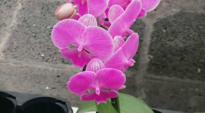 Festival Internacional de la Orquídea: el Evento de Orquídeas más grande de México