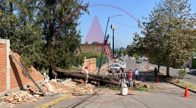 [Video] Cae árbol y daña barda de Panteón en Xalapa