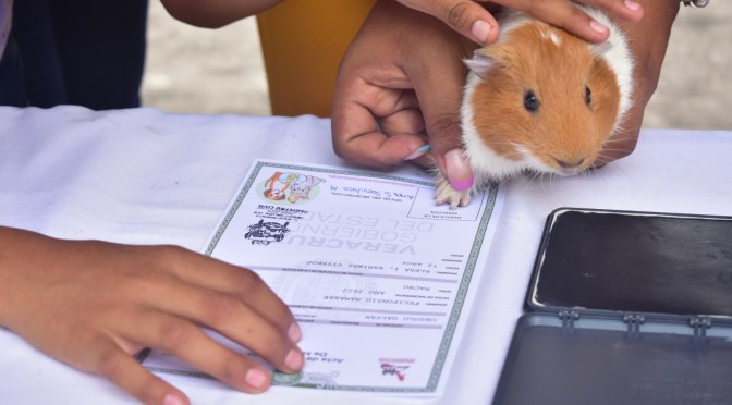 Registran más de 100 mascotas en Úrsulo Galván; una burrita, un caracol, un cerdito, conejos, cuyos, loros y más recibieron su acta