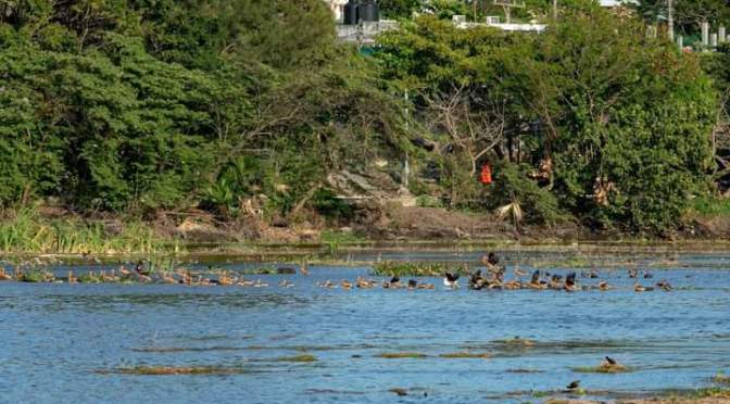 PMA anuncia remediación total en Laguna Lagartos
