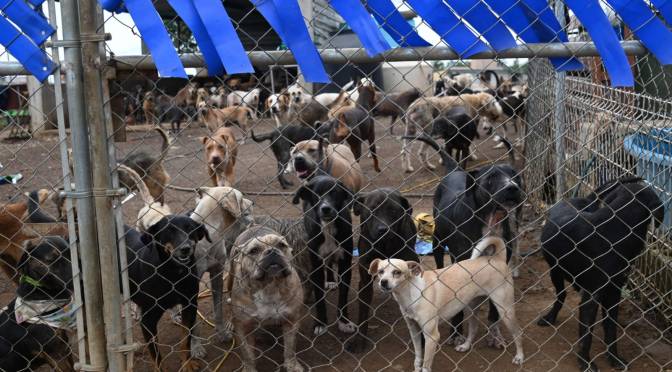 Son tres colonias de Xalapa las que concentran mayor indice de perros callejeros