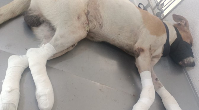 Denuncian a hombre que arrastró a perrito atado a una camioneta en Boca del Río