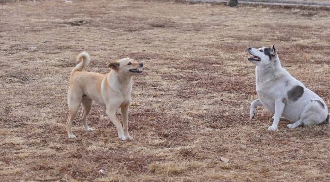 Se multará a quienes maltraten animales, sanciones serán de hasta 900 UMAS