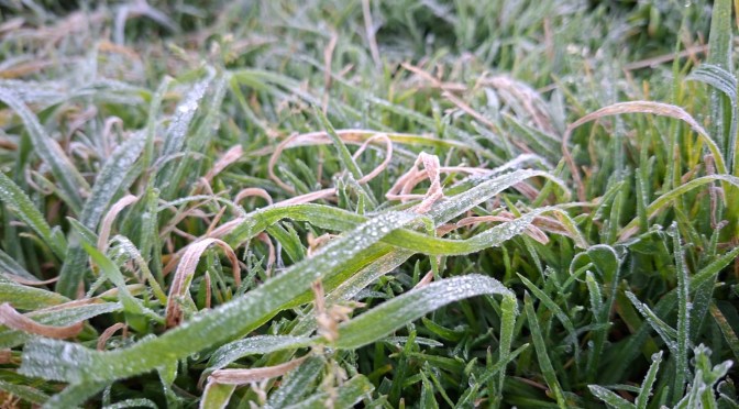 Primera helada de la temporada se registra en Las Vigas de Ramírez