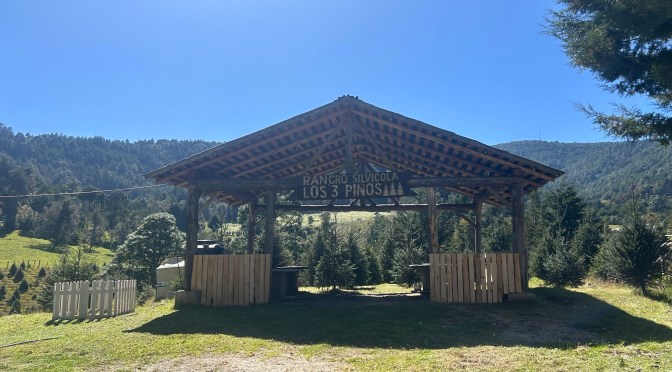 Inicia la temporada de corte de árboles de Navidad en Las Vigas de Ramírez