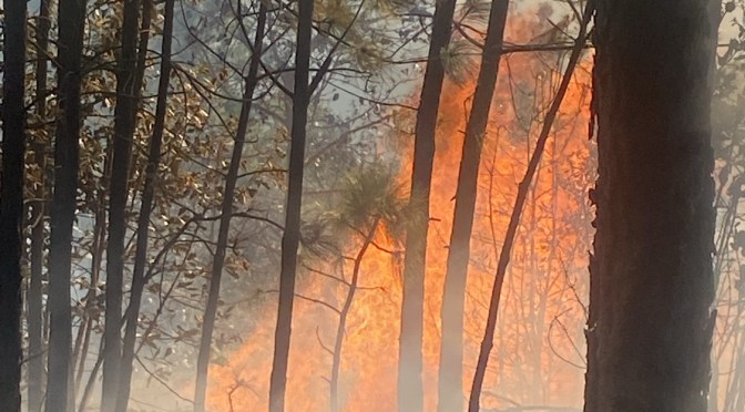 Incrementan incendios forestales en Veracruz; suman 39 en lo que va del año