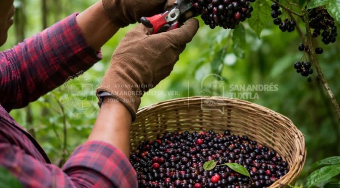 Chagalapoli y Xoxogo, patrimonio biocultural, natural y económico de San Andrés Tuxtla