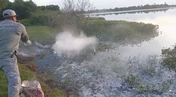 Conagua mantiene atención en contingencia por la mortandad de peces en la zona Cosamaloapan, Veracruz