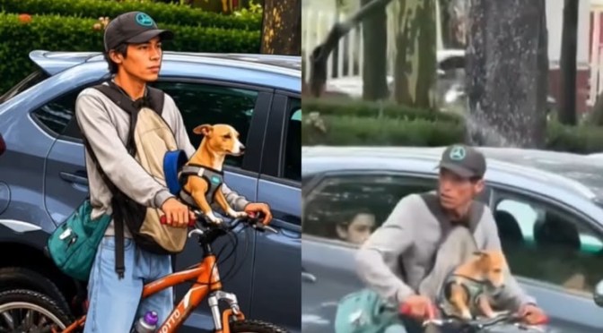 Fallece ciclista y su perrita tras accidentarse contra un poste en la avenida Ignacio de la Llave en Xalapa