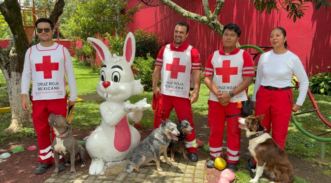 Equipo canino de Cruz Roja Veracruz busca certificación internacional para cuatro binomios