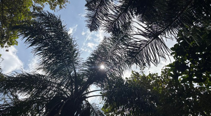 Ausencia de lluvias aún no confirma el inicio de la canícula en Veracruz: Conagua