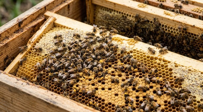 Sequía y pesticidas complican producción de miel en Veracruz: apicultor
