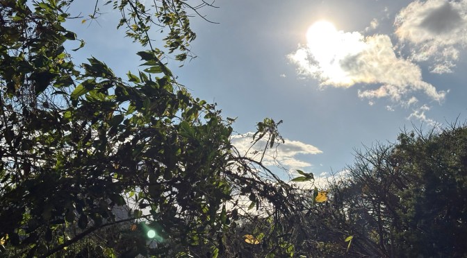 Déficit de lluvias podría agravar niveles de ríos y sequía en Veracruz: Conagua