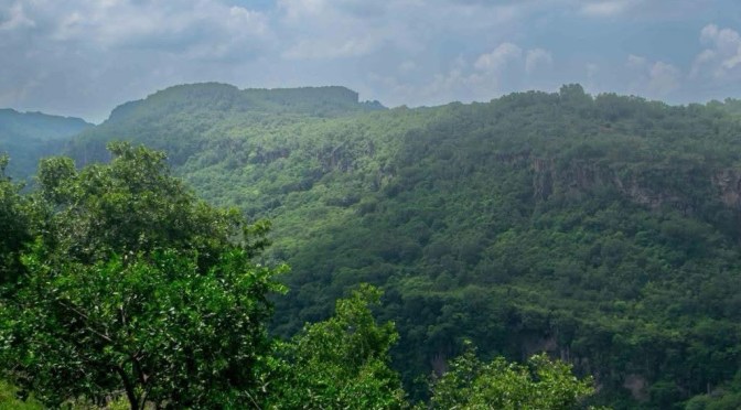 Veracruz supera las 383 mil plantas reforestadas; SEDEMA también aclara situación en Naturalia