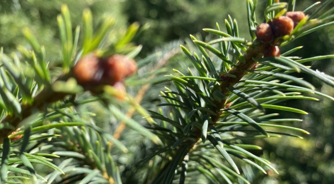 Las Vigas se prepara para la Navidad con una producción de hasta 20 mil árboles naturales