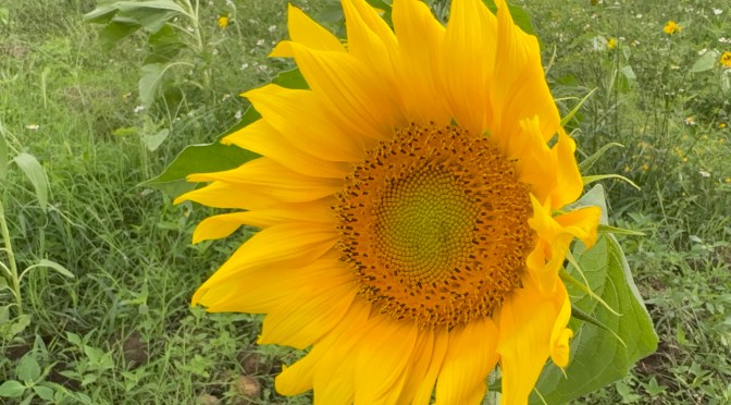 Entre girasoles y paisajes naturales, El Hormiguero atrae visitantes a San Pablo Coapan
